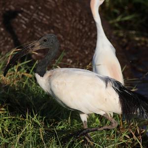 African Sacred Ibis