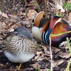 Mandarin Duck