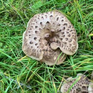 Shingled Hedgehog