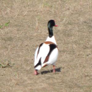 Common Shelduck