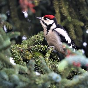 Great Spotted Woodpecker