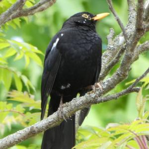 Eurasian Blackbird