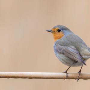 European Robin