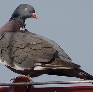 Common Wood-pigeon