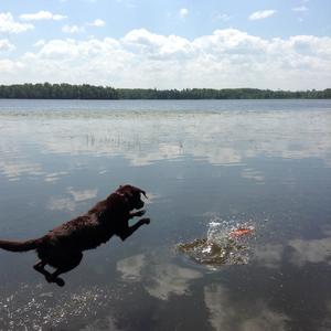 Retriever (Labrador)