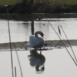 Mute Swan