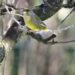 European Greenfinch