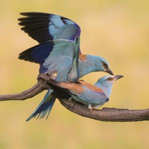 European Roller