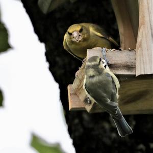 European Greenfinch