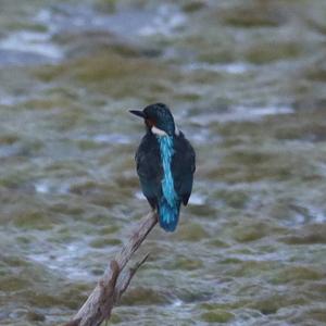 Common Kingfisher