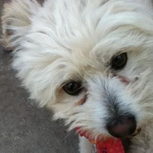 Unknown Breed