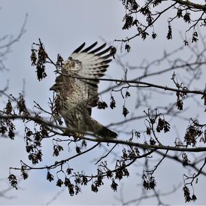 Mäusebussard