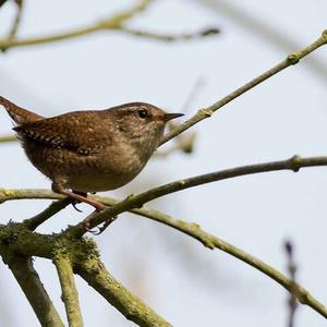 Winter Wren