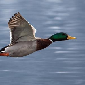 Mallard