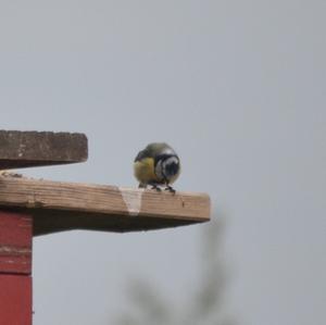 Blue Tit