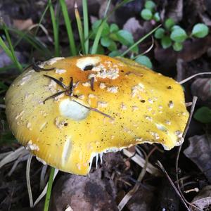 Fly Agaric