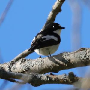 European Pied Flycatcher