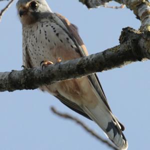 Common Kestrel