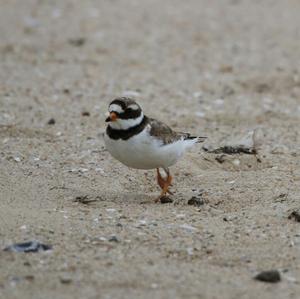 Common Ringed Plover