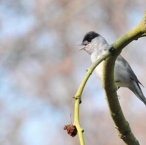 Blackcap