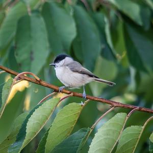 Marsh Tit