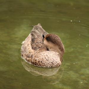 Marbled Teal