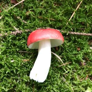 Emetic Russula