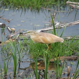 Squacco Heron