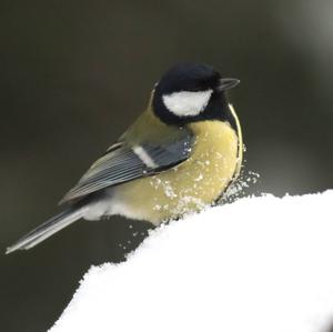 Great Tit