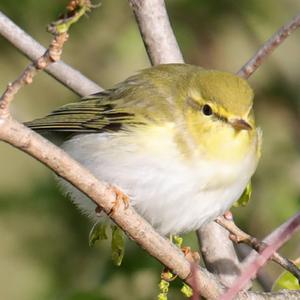 Wood Warbler