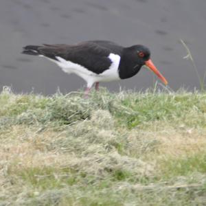 Eurasian Oystercatcher