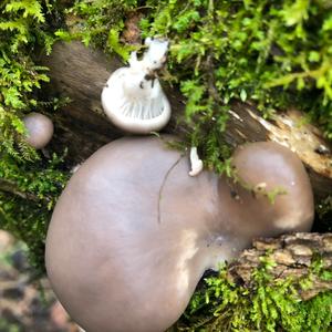 Oyster Mushroom