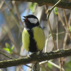 Great Tit