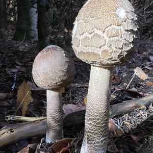 Parasol Mushroom