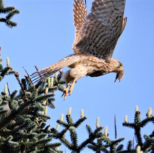 Common Kestrel