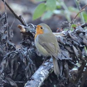 European Robin