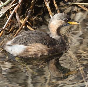 Little Grebe