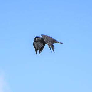 Common Buzzard