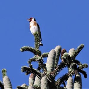 European Goldfinch