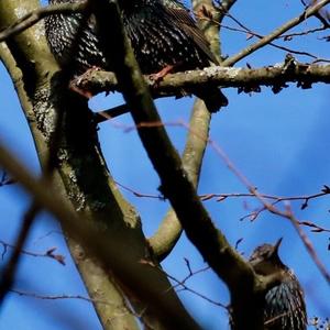 Common Starling