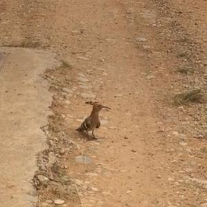 Eurasian Hoopoe