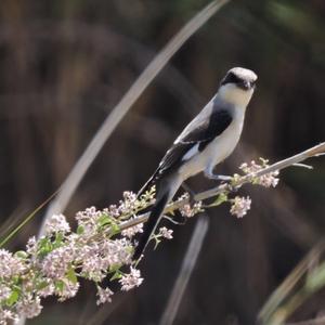 Great Grey Shrike