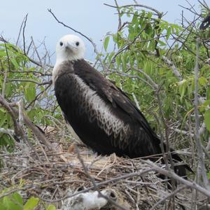 Bindenfregattvogel