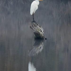 Great Egret