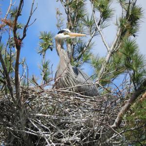 Great Blue Heron