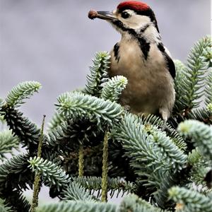 Great Spotted Woodpecker