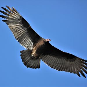 Turkey Vulture