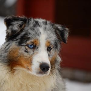 Australian Shepherd