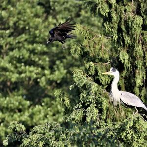 Grey Heron