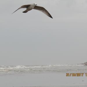 Herring Gull